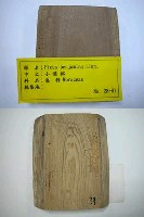 藏品(小葉榕)的圖片